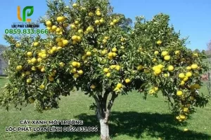 Bóng Mát Cây Thị – Nét Đẹp Cây Xanh Truyền Thống Bắc Ninh