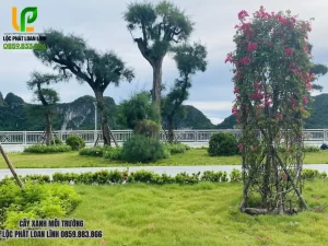 Khi khuôn viên đã hoàn thiện hạ tầng, cần cây phù hợp ngay