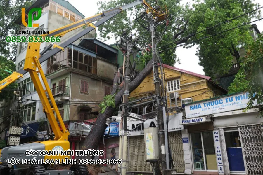 Hệ thống dây giằng cây tiêu chuẩn thi công tại Bắc Ninh