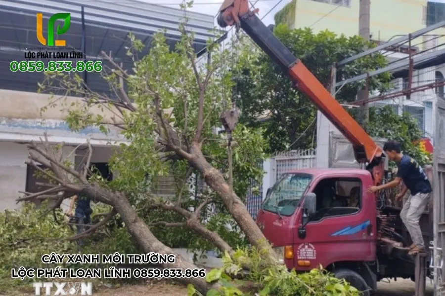 Dựng cây cho tuyến phố chính đảm bảo giao thông an toàn