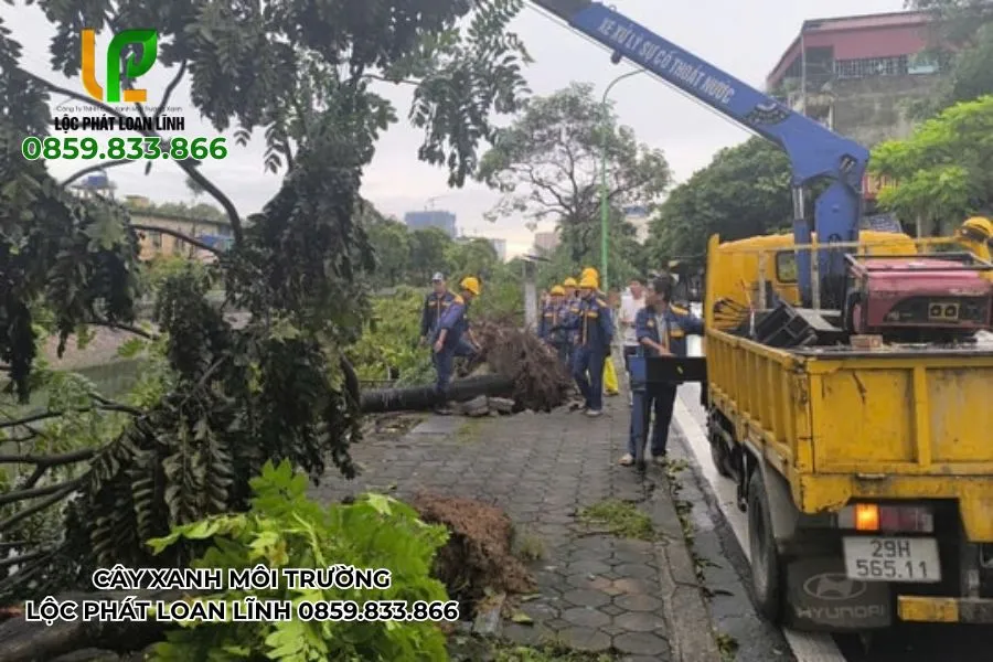 Quy trình dựng cây xanh từ A đến Z tại Bắc Ninh