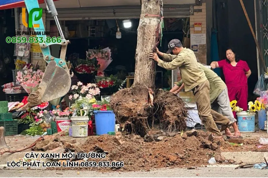 Toàn cảnh dựng cây xanh quy mô lớn sau mưa bão ở Bắc Ninh
