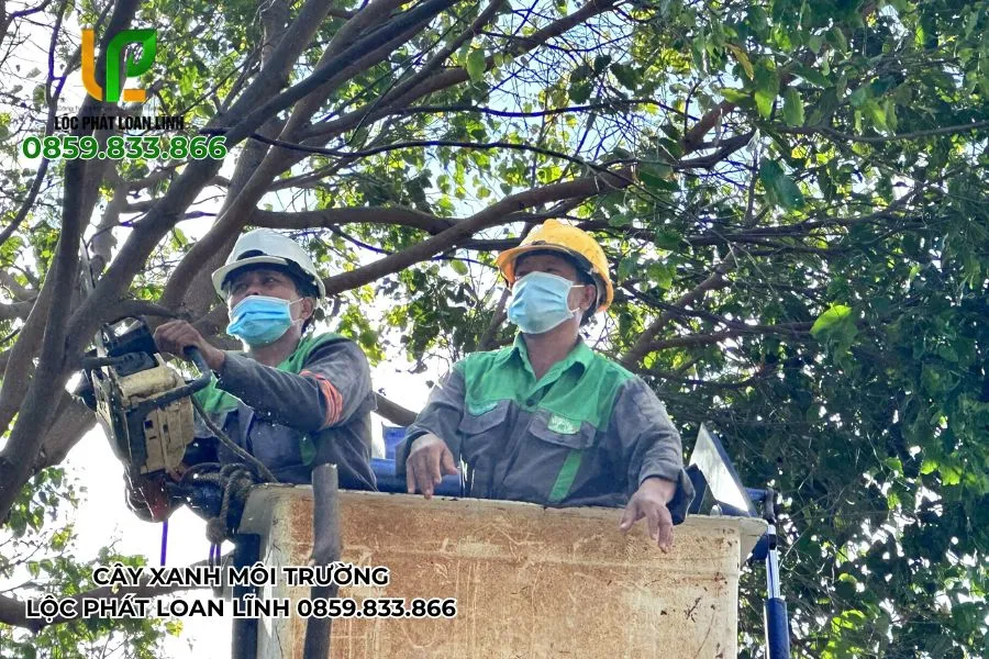 Cảnh quan đô thị được phục hồi nhờ dựng cây sau bão