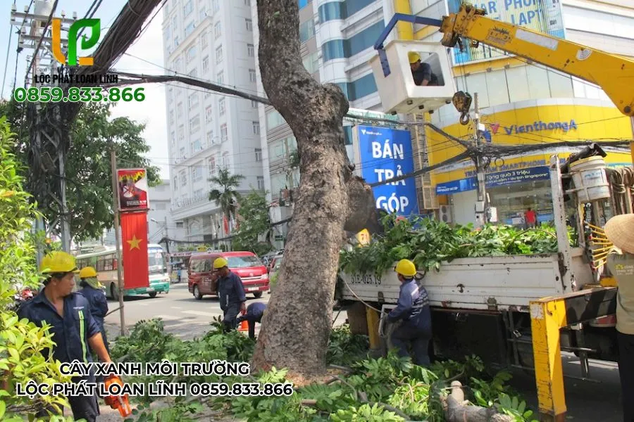 Quy trình phục hồi cây xanh bị bật gốc sau gió lớn