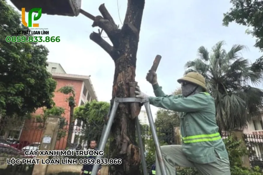 Nhân công đang xử lý cây đổ tại công viên Bắc Ninh