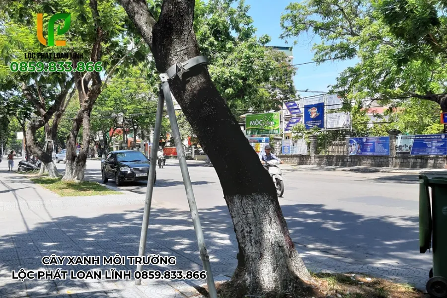 Xây dựng hàng rào bảo vệ chống cây đổ