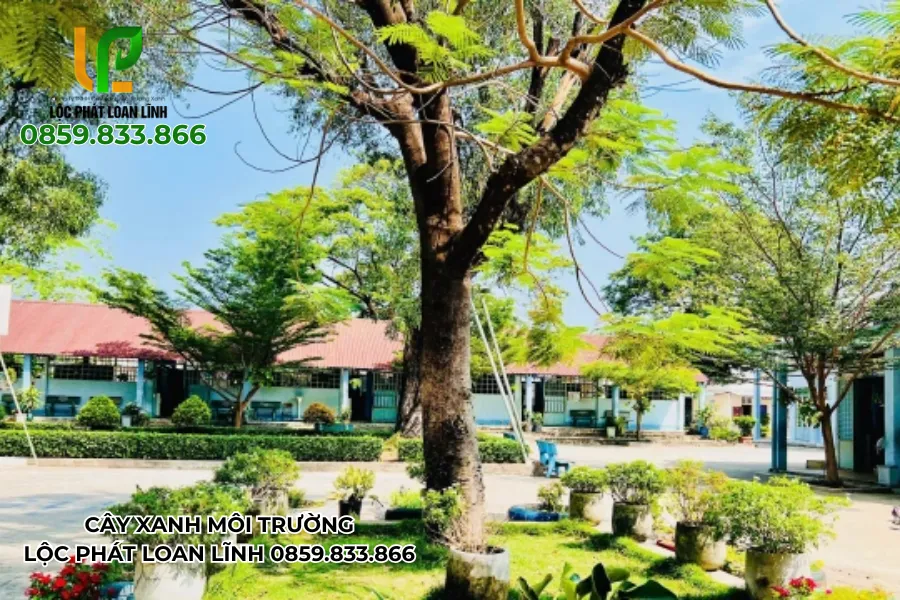 Cây tạo bóng mát cho các hoạt động ngoài trời