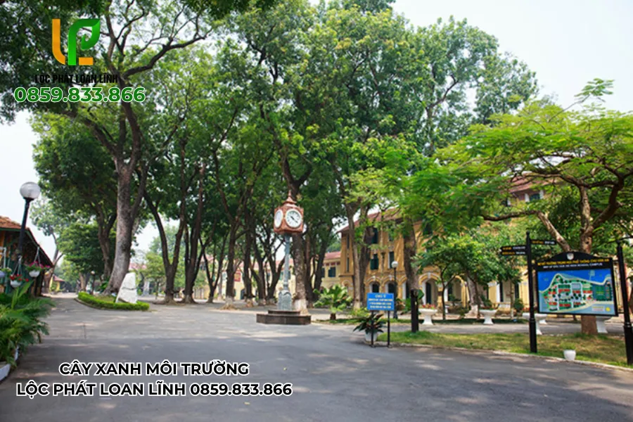 Giải pháp bảo vệ cây xanh học đường từ chuyên gia Lộc Phát