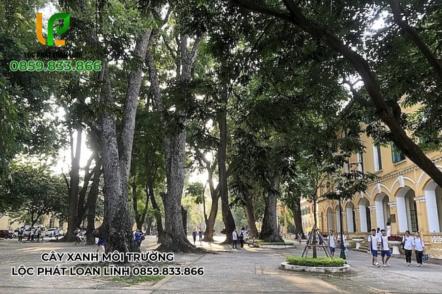 Tán Cây Mát Trong Sân Trường – Món Quà Từ Sự Quan Tâm