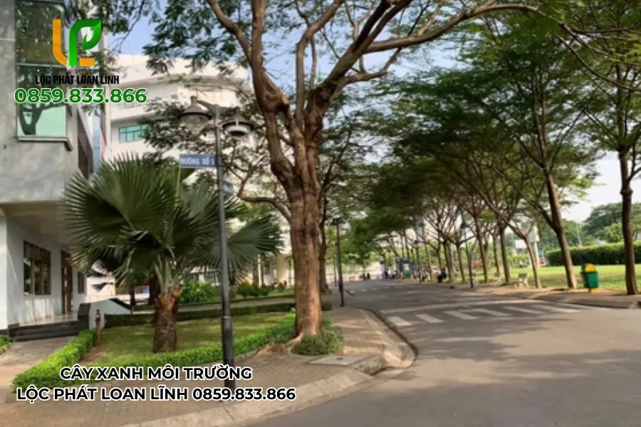 Chọn giống cây phù hợp với khu vực sân trường