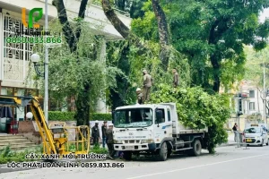 Dịch Vụ Cắt Cây Do Ảnh Hưởng Bão Uy Tín – Xử Lý Nhanh Gọn Tại Bắc Ninh