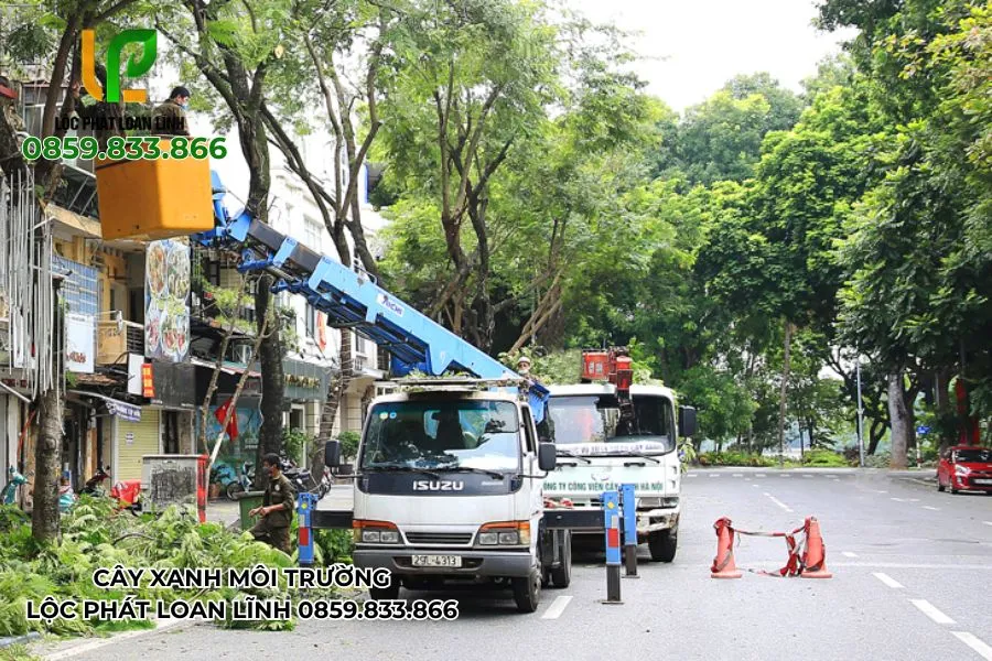 Vì Sao Phải Cắt Cây Do Ảnh Hưởng Bão Ngay Sau Mỗi Trận Mưa Lớn?