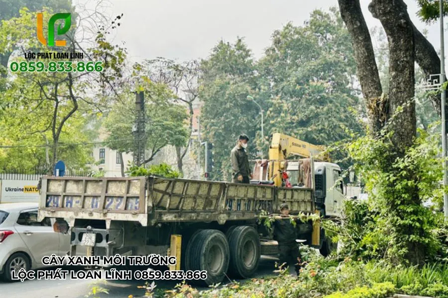 Nguy Cơ Nếu Không Cắt Cây Do Ảnh Hưởng Bão Kịp Thời Tại Bắc Ninh
