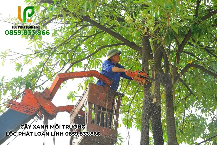 Báo Giá Cắt Cây Do Ảnh Hưởng Bão Mới Nhất Tại Bắc Ninh