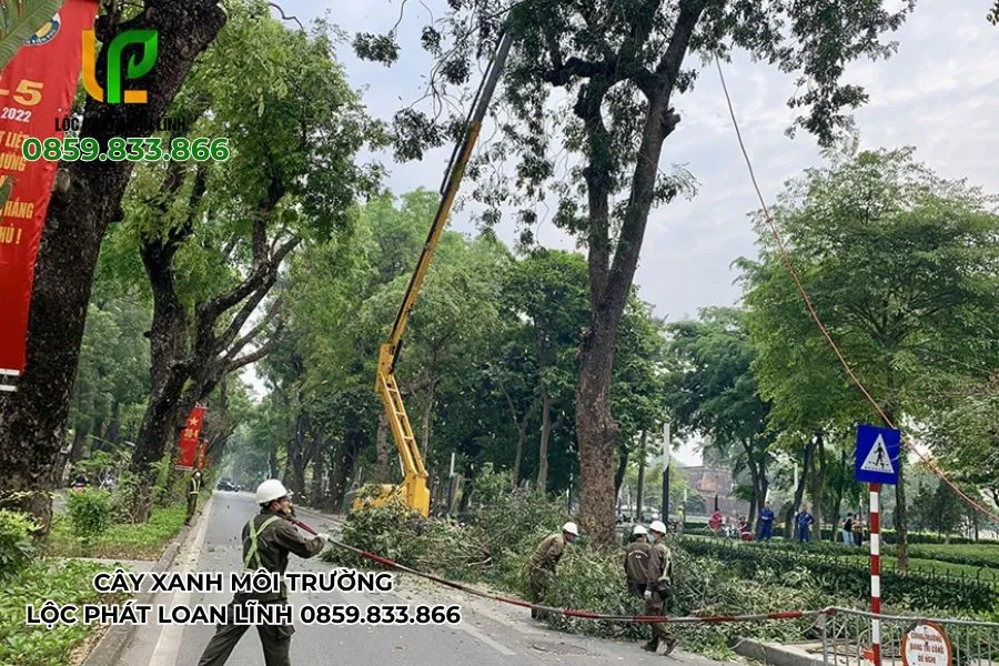 Cắt Cây Do Ảnh Hưởng Bão – Dịch Vụ Không Thể Thiếu Mùa Mưa Bão Ở Bắc Ninh