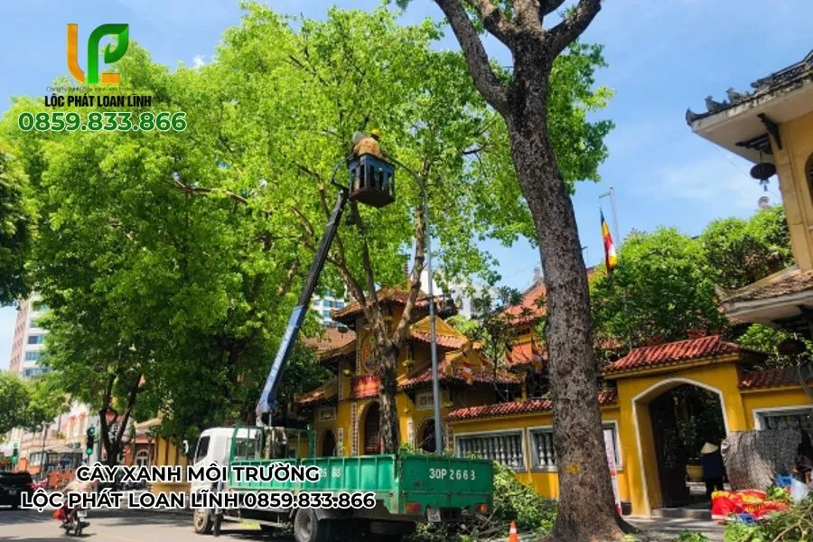 Cắt Cây Do Ảnh Hưởng Bão – Khi Nào Cần Gọi Đơn Vị Chuyên Nghiệp
