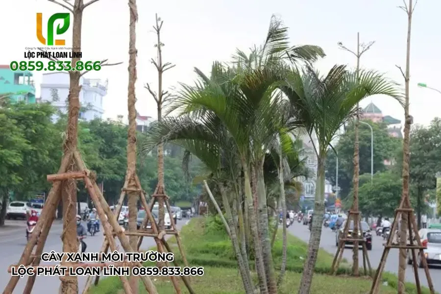 Cắt Cây Do Ảnh Hưởng Bão Tại Bắc Ninh – An Toàn Cho Người Và Tài Sản