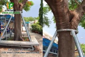 Hệ thống dây neo chống cây đổ trong mùa mưa bão
