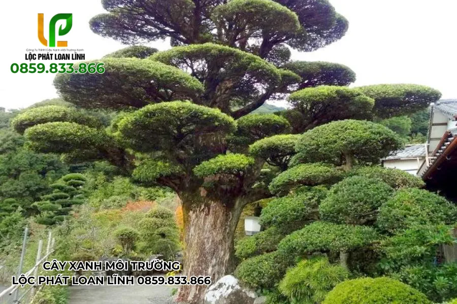 Bộ ảnh cây cảnh đẹp ngoài trời cho biệt thự có sân vườn rộng lớn