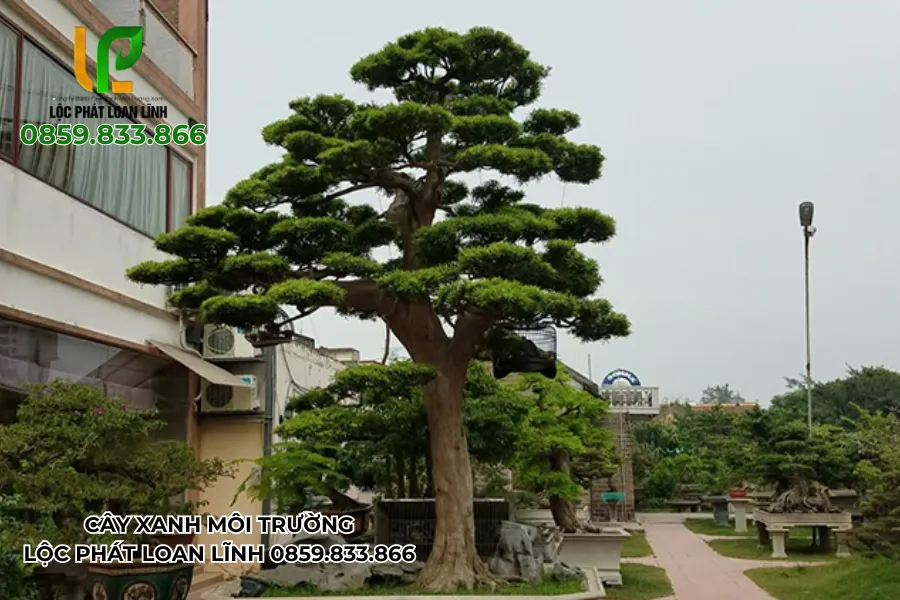 Cây cảnh đẹp ngoài trời – Thước đo sự tinh tế cho không gian sống