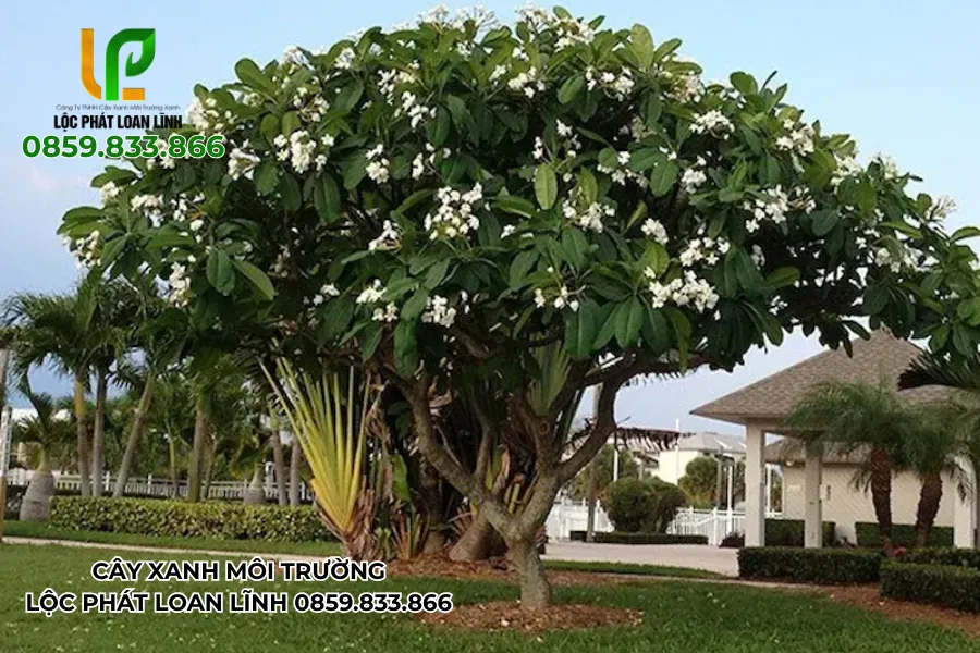 Những hình ảnh cây cảnh đẹp ngoài trời được trồng trong sân vườn nhà phố