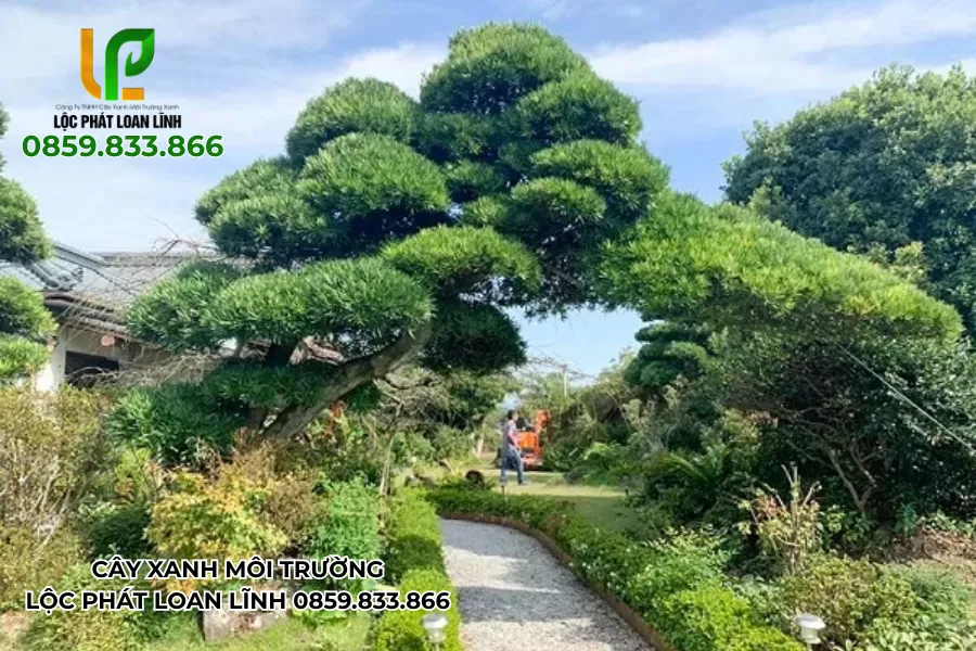 Bộ ảnh cây cảnh đẹp ngoài trời sang trọng cho biệt thự hiện đại