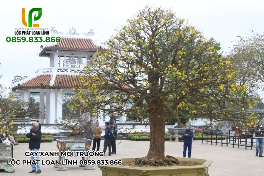 Những hình ảnh cây cảnh đẹp ngoài trời được chăm sóc tỉ mỉ, xanh tốt