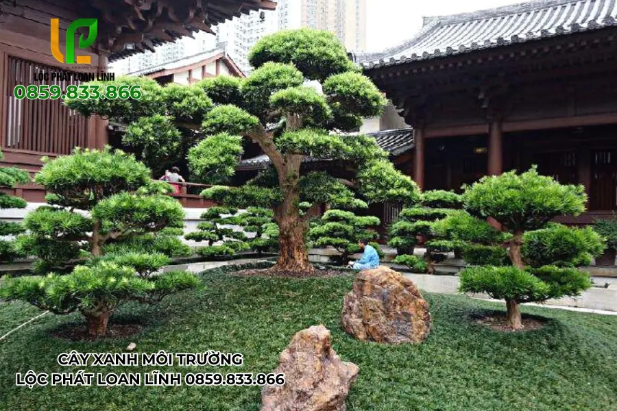 Bộ sưu tập hình ảnh cây cảnh đẹp ngoài trời trong khuôn viên biệt thự