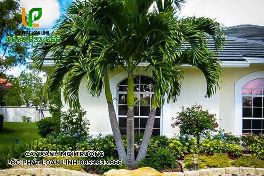 Những hình ảnh cây cảnh đẹp ngoài trời được trồng trong sân vườn nhà phố