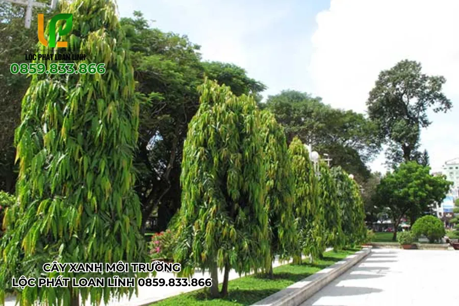 Những hình ảnh cây cảnh đẹp ngoài trời tạo không gian thư giãn tuyệt vời