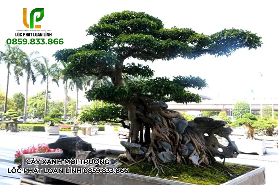 Bộ sưu tập hình ảnh cây cảnh đẹp ngoài trời đa dạng về kích thước