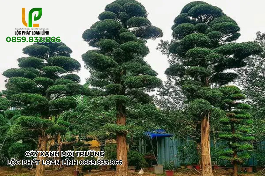 Bộ sưu tập hình ảnh cây cảnh đẹp ngoài trời ấn tượng nhất