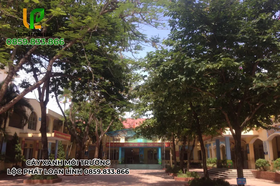 Hàng cây bóng mát trường học tỏa bóng rợp sân trường