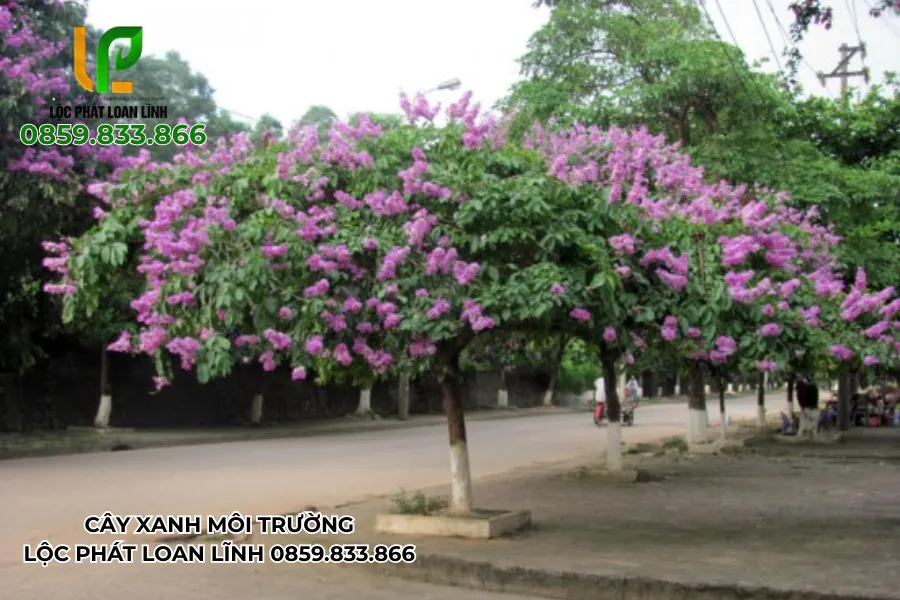 Cây bằng lăng tím nổi bật tại trường học Bắc Ninh