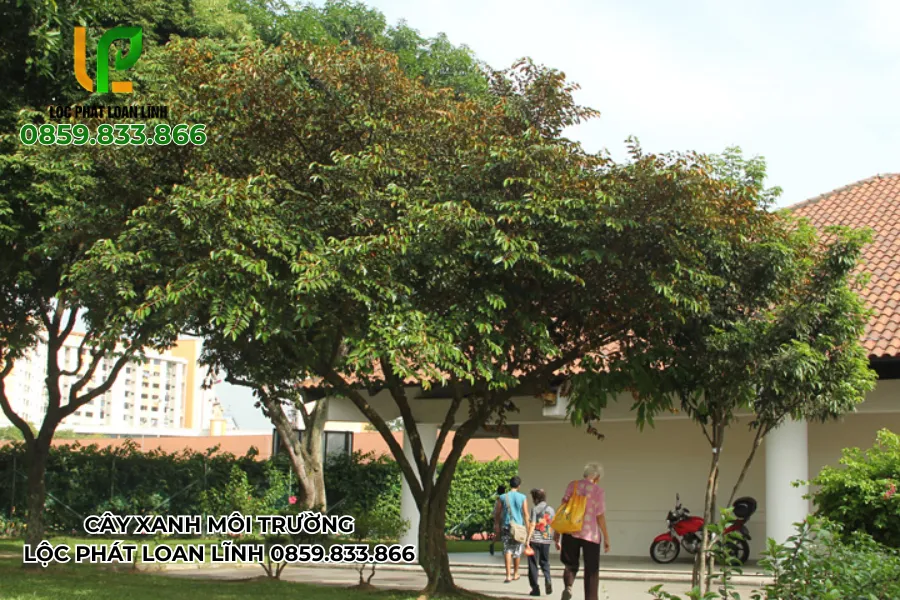 Trồng cây bóng mát trường học giúp cải thiện môi trường học tập