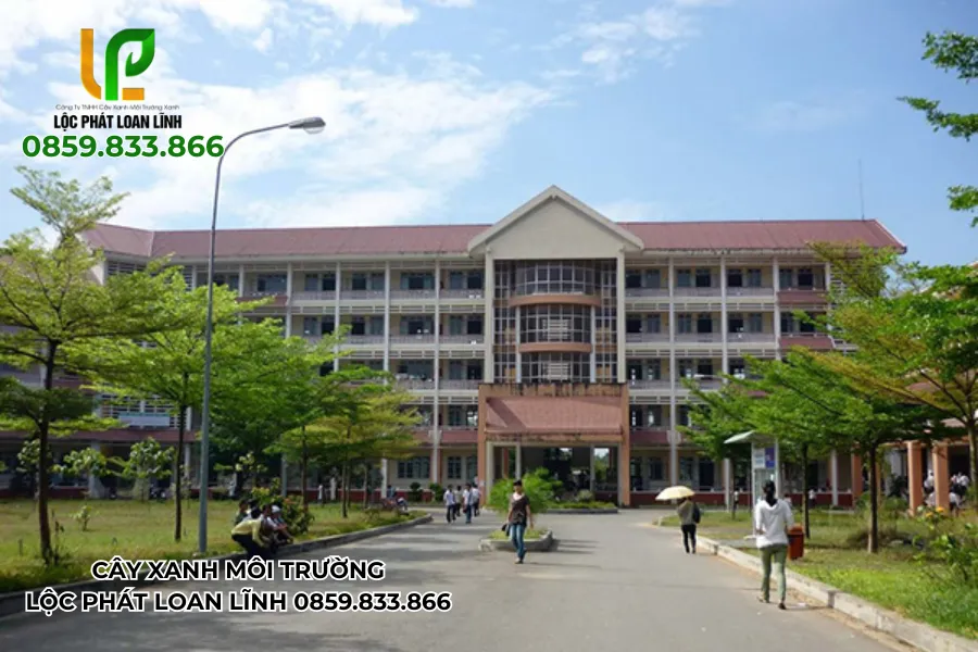 Vẻ đẹp tự nhiên từ những cây bóng mát trong sân trường