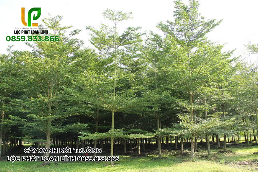 Cây bàng Đài Loan thẳng tắp trước dãy lớp học