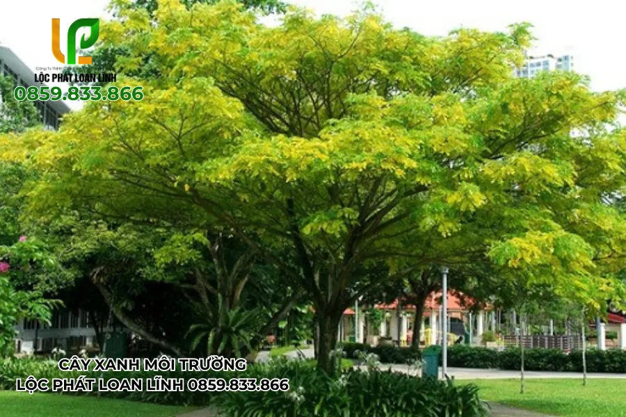 Góc sân trường rợp bóng cây xanh tại Bắc Ninh