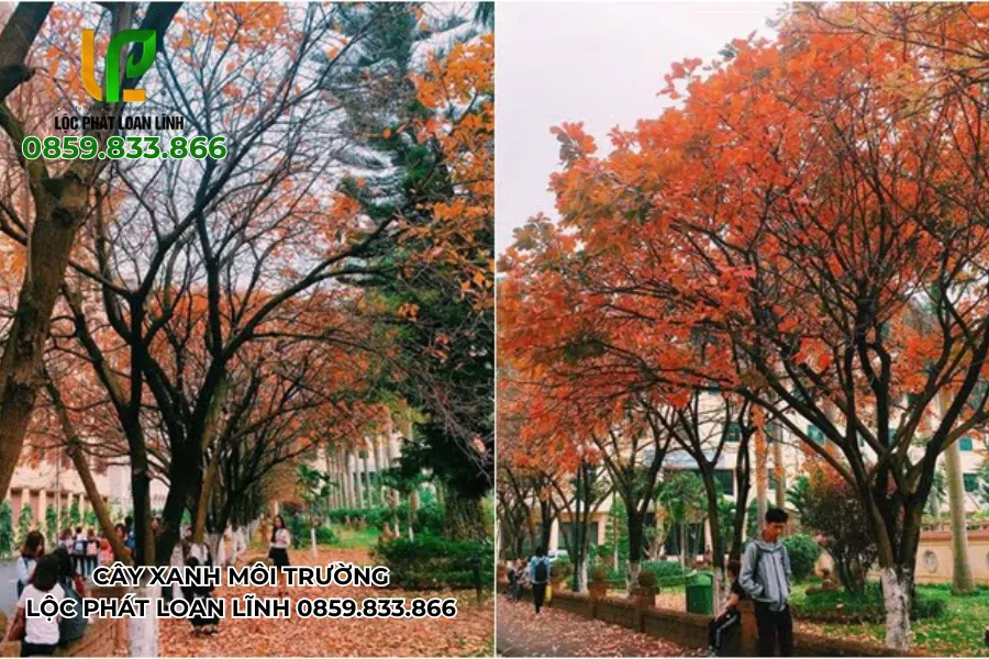 Cây bóng mát trường học với tán rộng che nắng hiệu quả
