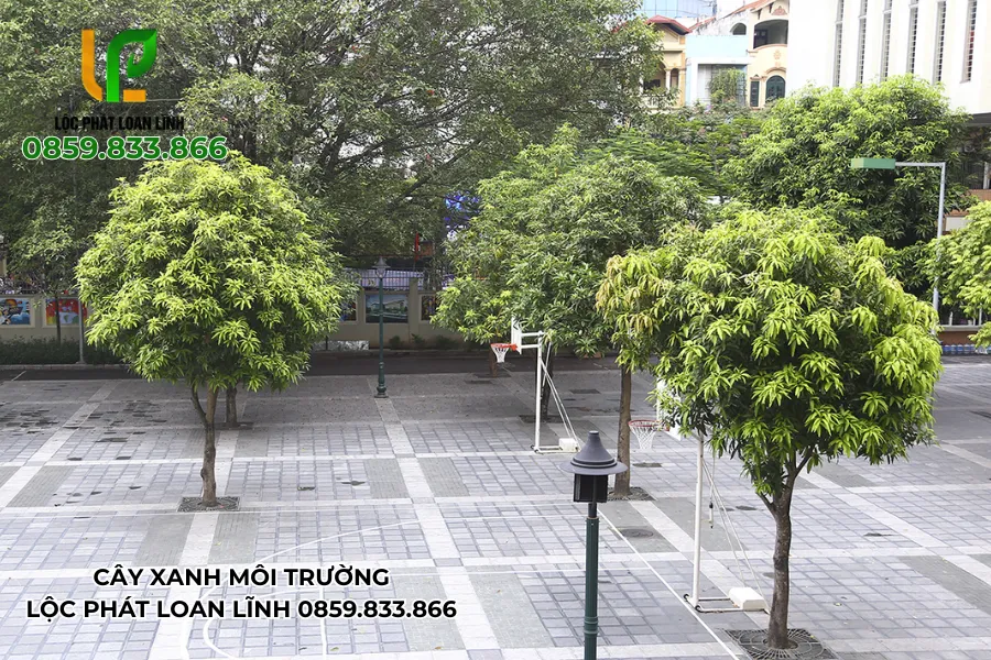 Cảnh quan sân trường với cây bóng mát đẹp và an toàn