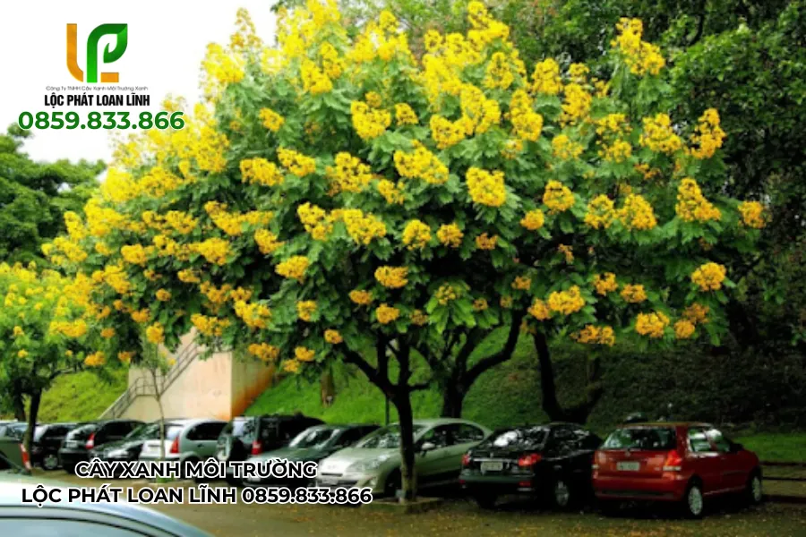 Cây giáng hương nở rộ