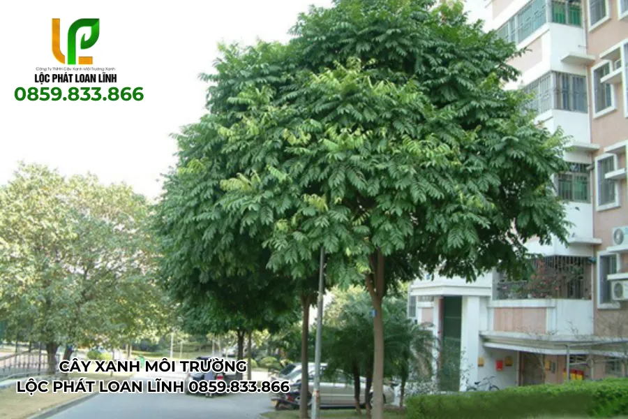 Cây xanh trong trường học – điểm nhấn của kiến trúc