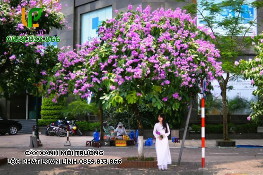 Vẻ đẹp trường học Bắc Ninh khi được phủ xanh bằng cây bóng mát
