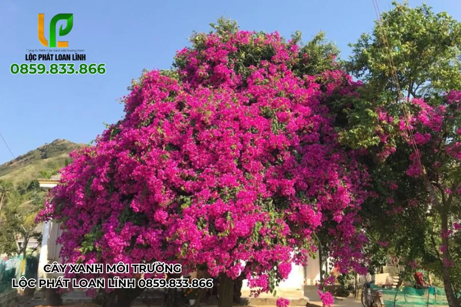 Hình ảnh cây cảnh đẹp ngoài trời với hoa lá rực rỡ sắc màu