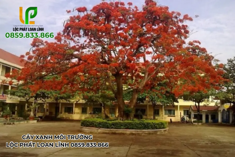Cây phượng vĩ nở rực rỡ trong sân trường học