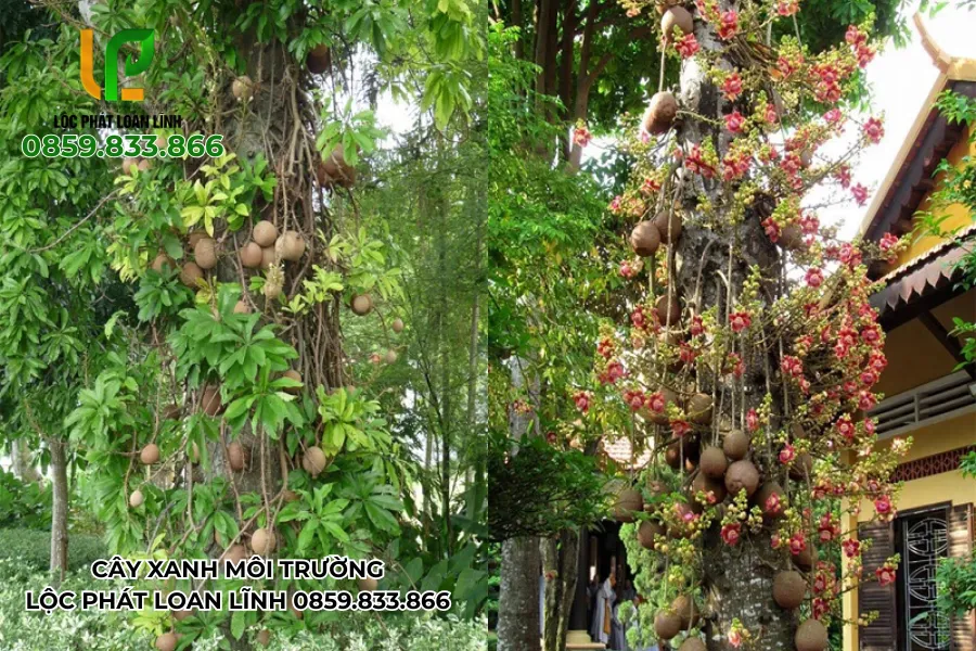 Hình ảnh cây cảnh đẹp ngoài trời với các loại cây bóng mát phổ biến