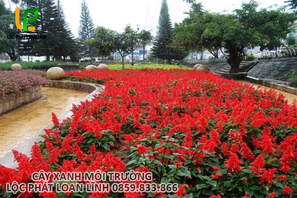 Cây hoa xác pháo đỏ trồng thành bụi lớn, tạo điểm nhấn nổi bật cho cảnh quan.