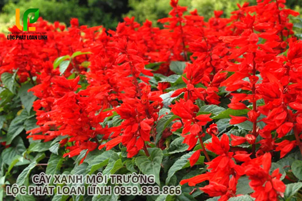 Chùm hoa xác pháo đỏ buông rủ, sắc đỏ rực rỡ tạo hiệu ứng thẩm mỹ cao.