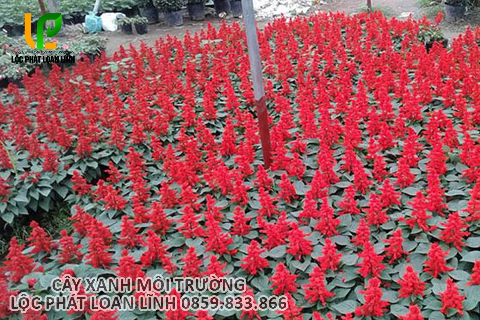 Cây hoa xác pháo đỏ trồng ngoài trời tại Bắc Ninh, phát triển ổn định quanh năm.