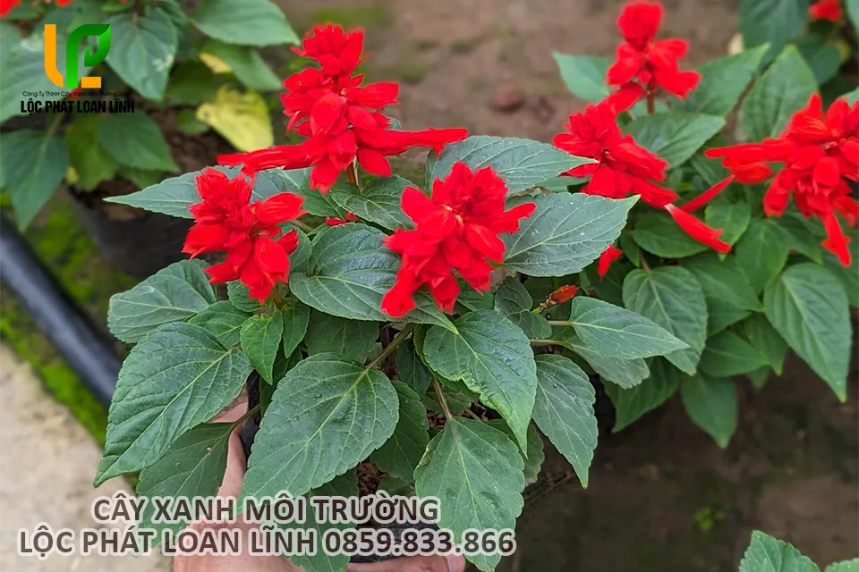 Các hình thức trồng cây hoa xác pháo đỏ phổ biến tại Bắc Ninh.